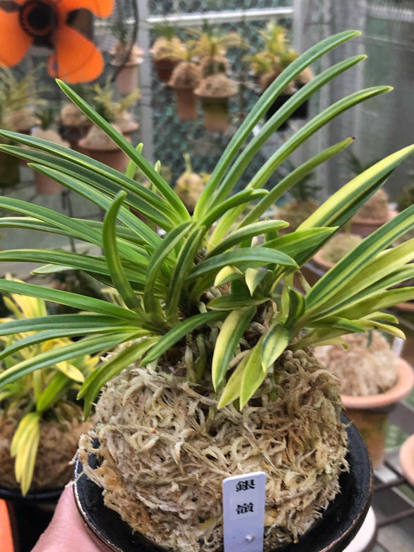 銀嶺の美術株 : □ サムライ オーキッド □ 富貴蘭 セレクトショップ