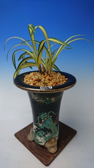 日本春蘭 金閣宝 : 蘭万園日記