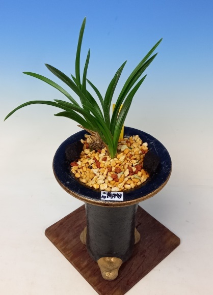 韓国春蘭 萬物 : 蘭万園日記