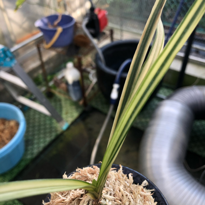 湖東錦 : □ サムライ オーキッド □ 富貴蘭 セレクトショップ MAIL