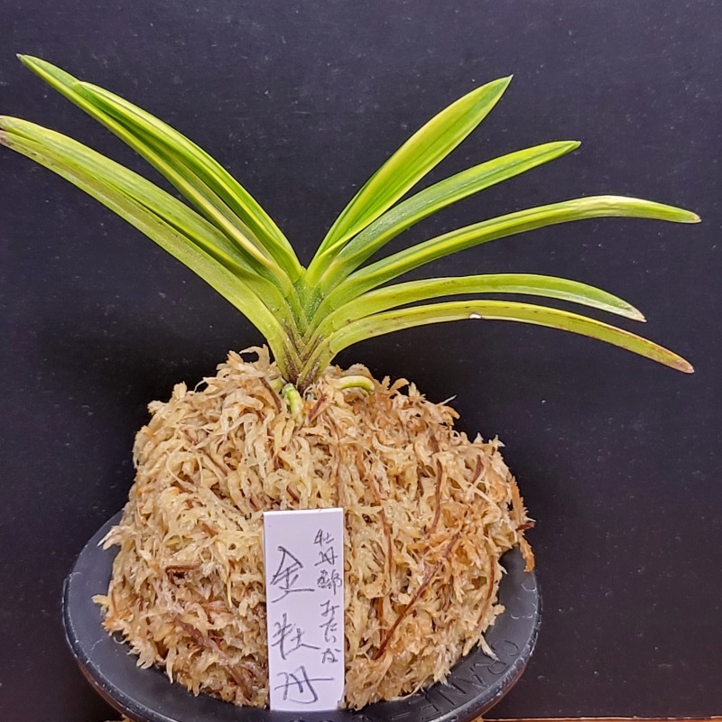 富貴蘭 金牡丹縞 : 富貴蘭チャンネル 富貴蘭 カラス黒牡丹縞（関東で