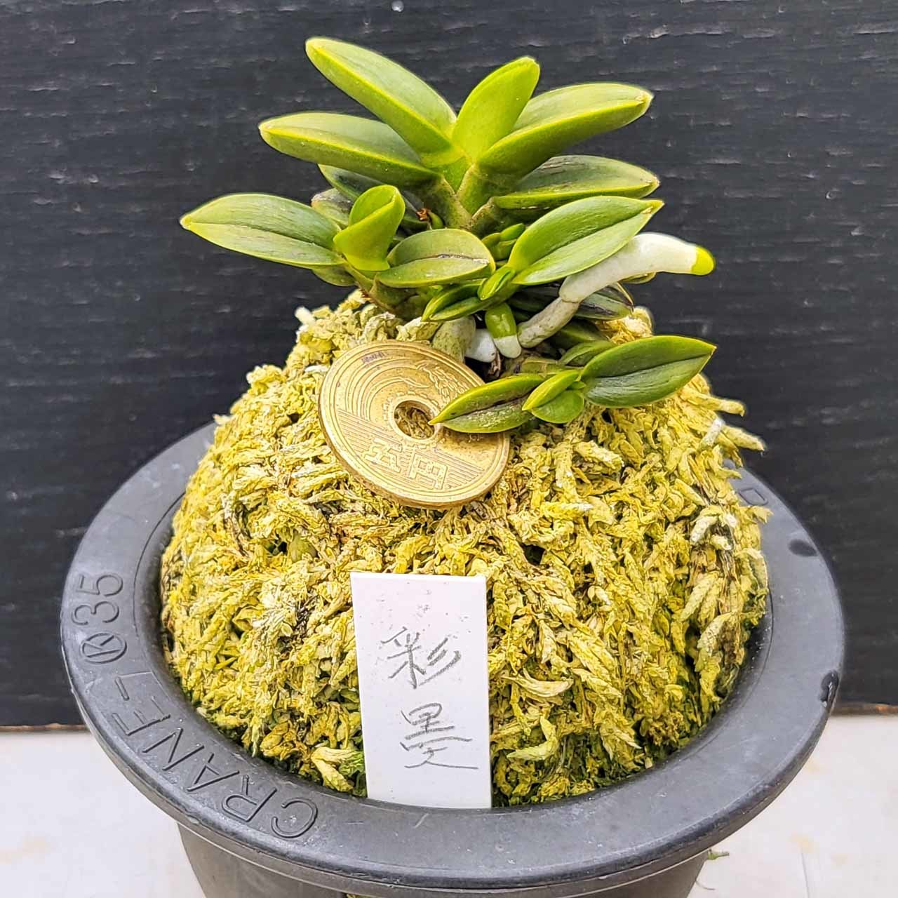 富貴蘭 彩墨 : 富貴蘭チャンネル