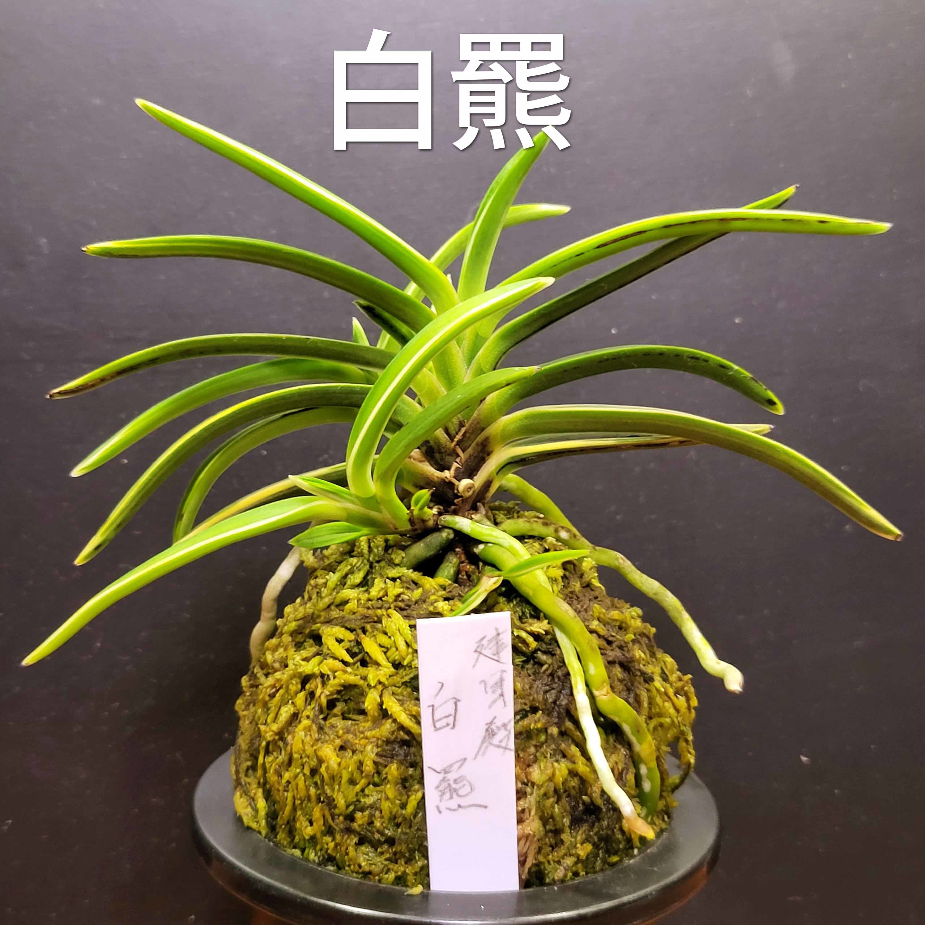 富貴蘭 白羆 : 富貴蘭チャンネル