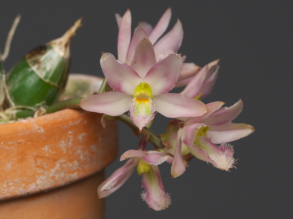 Clowesia rosea var. rossi : 花咲かじいちゃん洋らん栽培