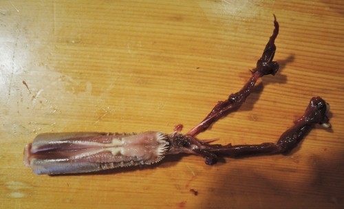 鴨の頭、剥製計画！（閲覧注意） : なまらや的日々