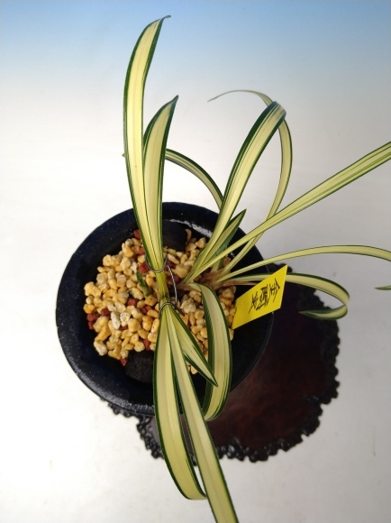 日本春蘭 金閣宝 : 蘭万園日記