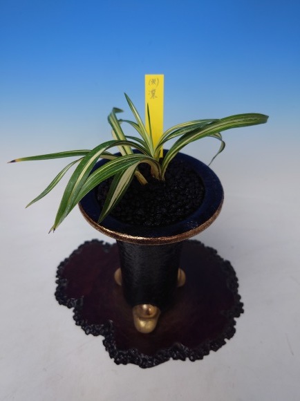 韓国春蘭 (仮)凛 : 蘭万園日記