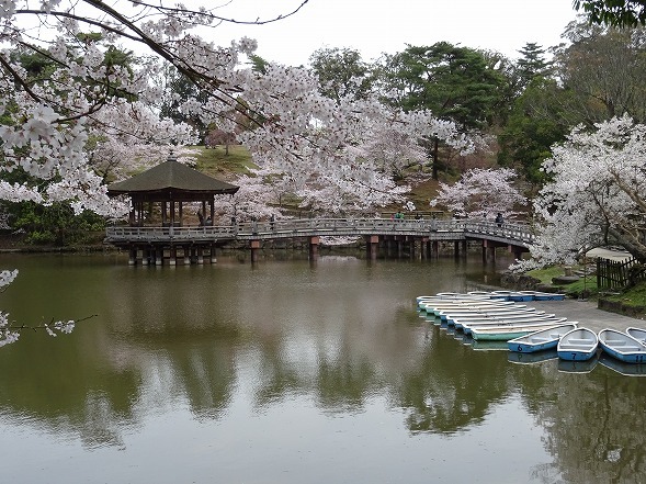 奈良・浮見堂の桜 : 彩の気まぐれ写真
