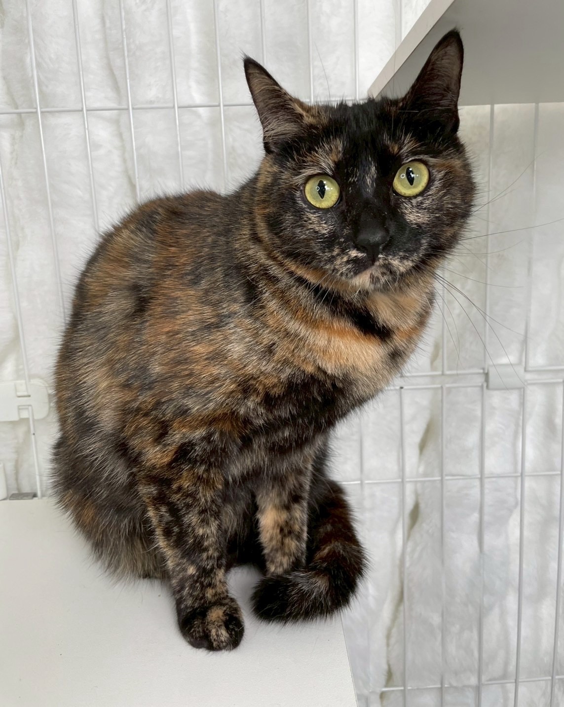 4/27譲渡会出場にゃんず】サビ♀@約2歳半 : NPO法人 府中猫の会