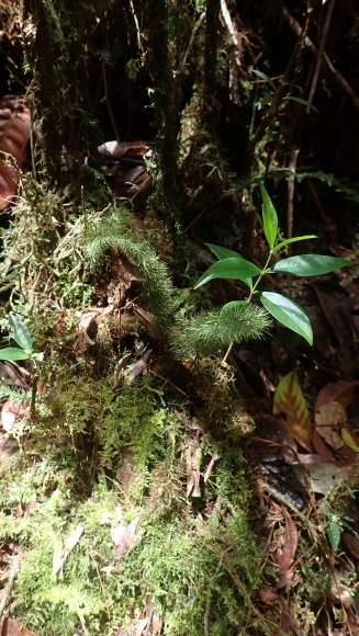 2025年9月ボルネオ島探索…Abrodictyum pluma : コケシノブログ‐苔忍録‐
