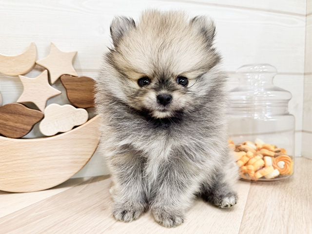 ポメラニアン 高崎店 │ペッツファースト公式サイト