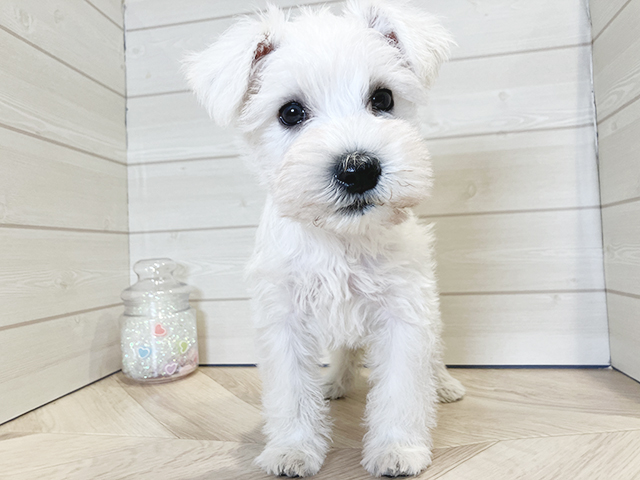 ミニチュアシュナウザー 川崎店 │ペッツファースト公式サイト