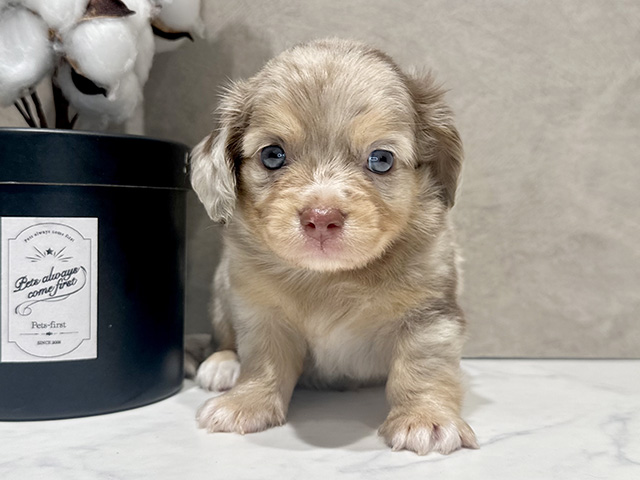 ミックス 代官山店 │ペッツファースト公式サイト