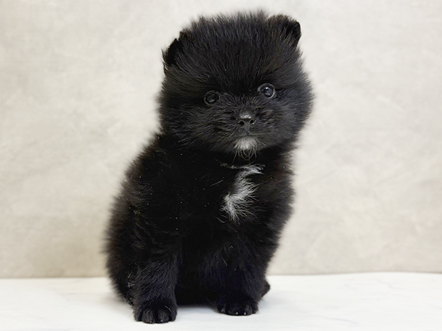 ポメラニアン ふじみ野店 │ペッツファースト公式サイト