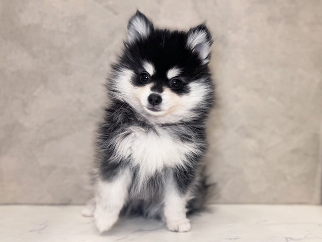 その他のミックス犬を一覧から探す│ペッツファースト公式サイト