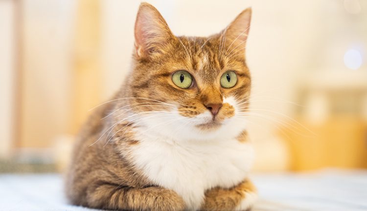 この猫の座り方って病気？7種類の座り方から猫の気持ちを解説