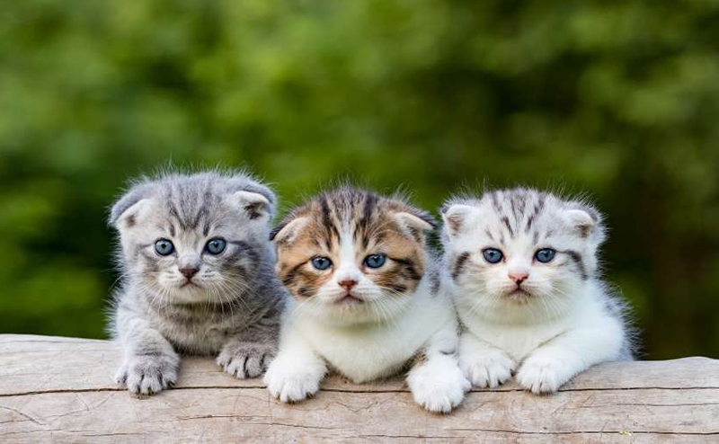 スコティッシュフォールドの人気の毛色や模様の価格相場は？ | ペット