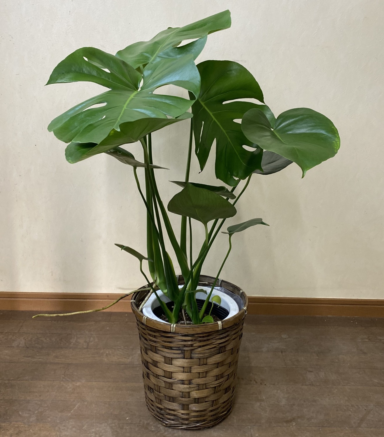 観葉植物 中型 モンステラ 7号 鉢カバー | 移転祝い 開店祝い 法人