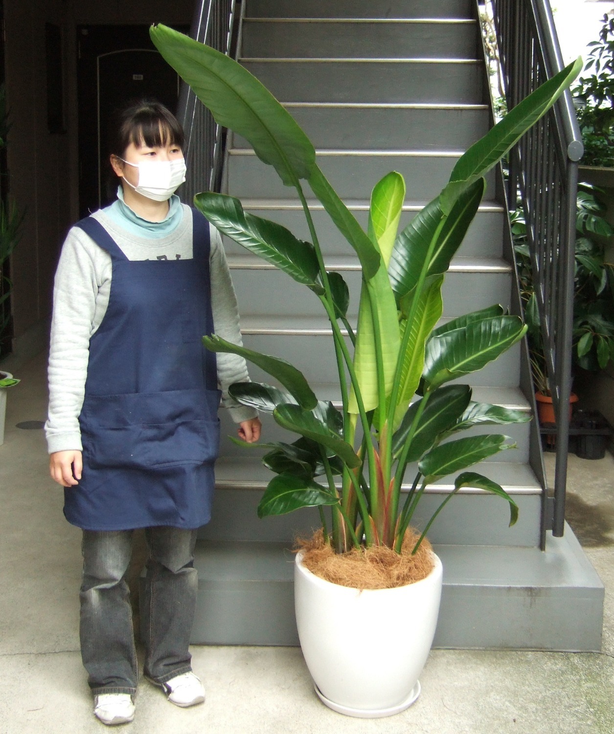 観葉植物 大型 オーガスタ 10号 鉢皿付き 陶器鉢 W15 | 移転祝い 開店