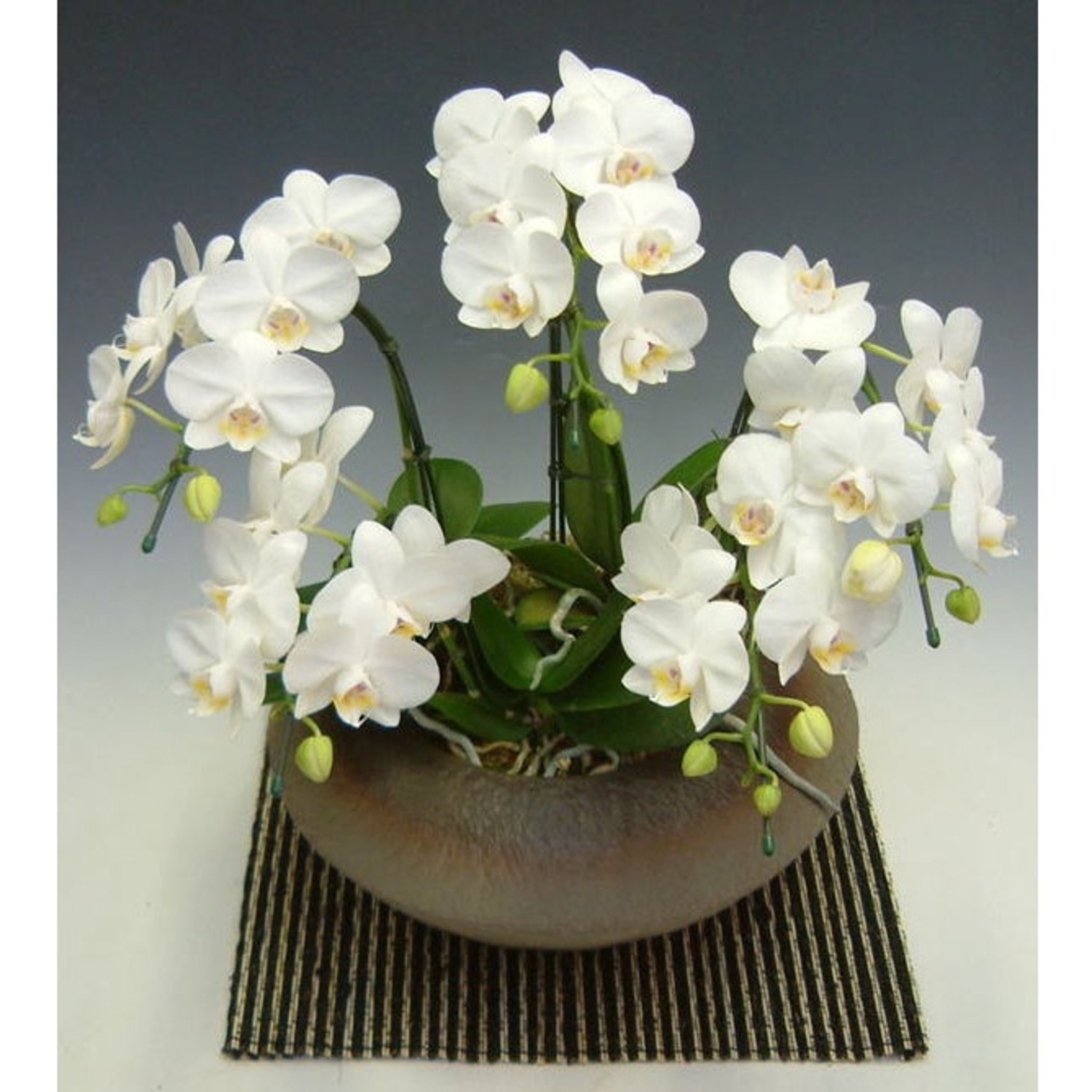 ミニ胡蝶蘭 白 5本立ち 和鉢 | 移転祝い 開店祝い 法人ギフト販売の