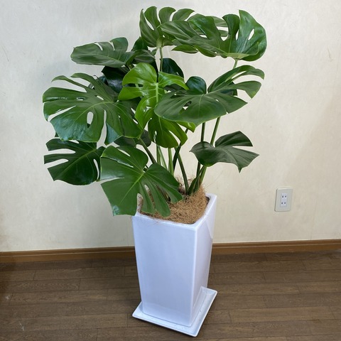 観葉植物 中型 モンステラ デリシオーサ 陶器鉢 W04M | 移転祝い 開店