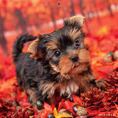 PICTWANカレンダー2026 ヨークシャー・テリア【S判】