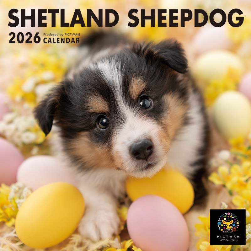 PICTWANカレンダー2026 シェットランド・シープドッグ【S判】