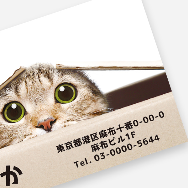 段ボールから「ひょっこりはん」な猫名刺【名刺のピカルコ】