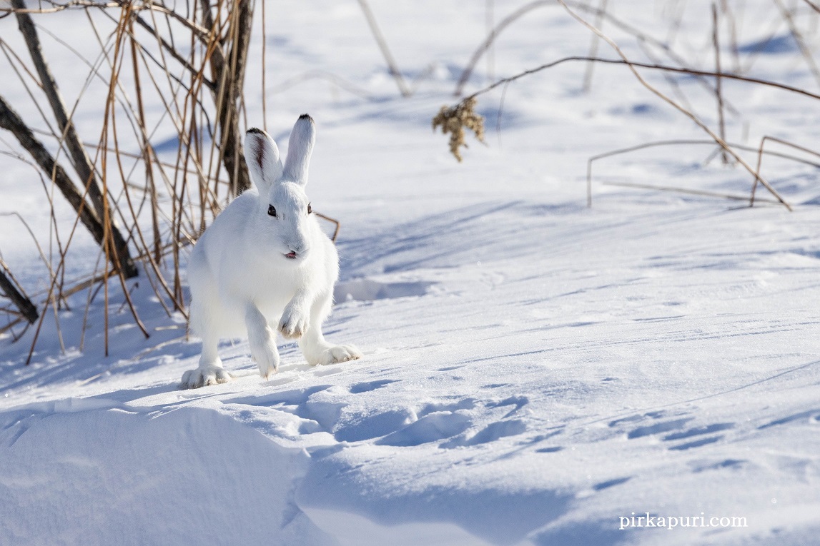 エゾユキウサギ - 北海道の動物と自然-pirkapuri-