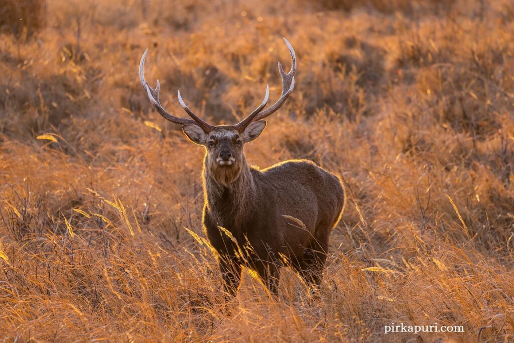 エゾシカ - 北海道の動物と自然-pirkapuri-