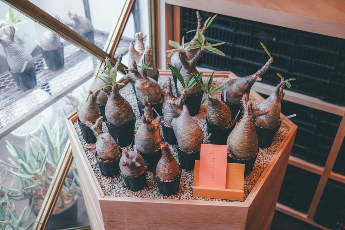 カワイイが詰まってる。グラキリスとの生活、はじめました。 | NocTone