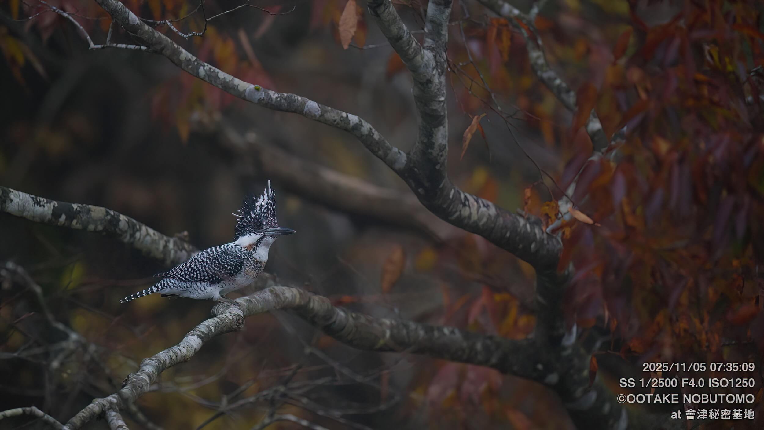 11/5のヤマセミ 2羽が飛来！秋色ヤマセミと秋色ミサゴ » 野鳥撮影