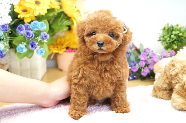 トイプードルの子犬紹介 - 220409-1W｜トイプードル ブリーダー