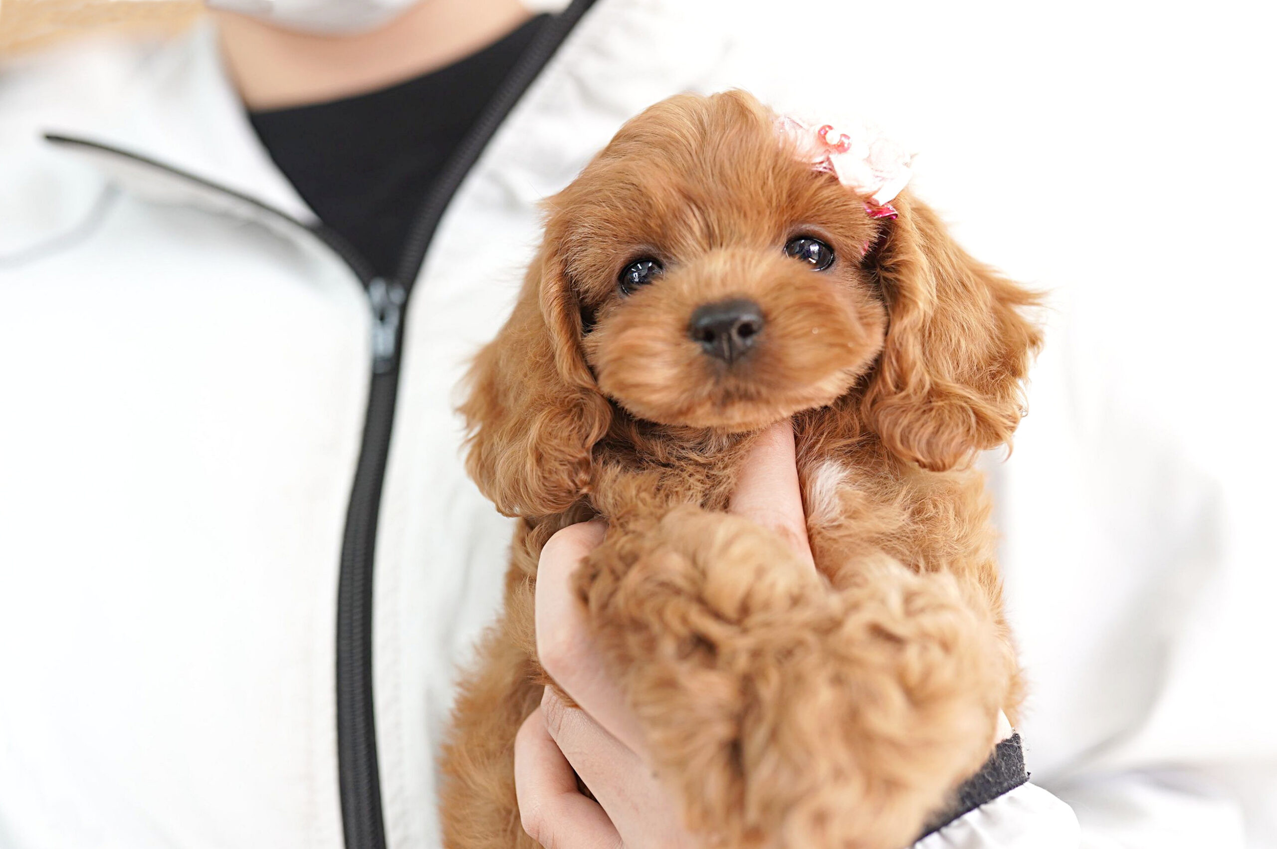 トイプードルの子犬紹介 - 220409-1W｜トイプードル ブリーダー