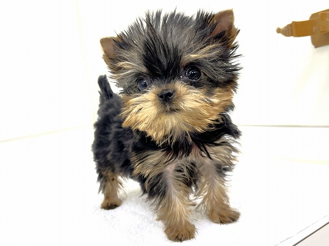 ヨークシャーテリア | さいたま市の有限会社ぽちプラザ