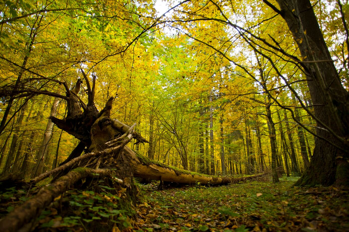 Białowieża Forest - Poland Soul Travel - Wir laden Sie nach Polen