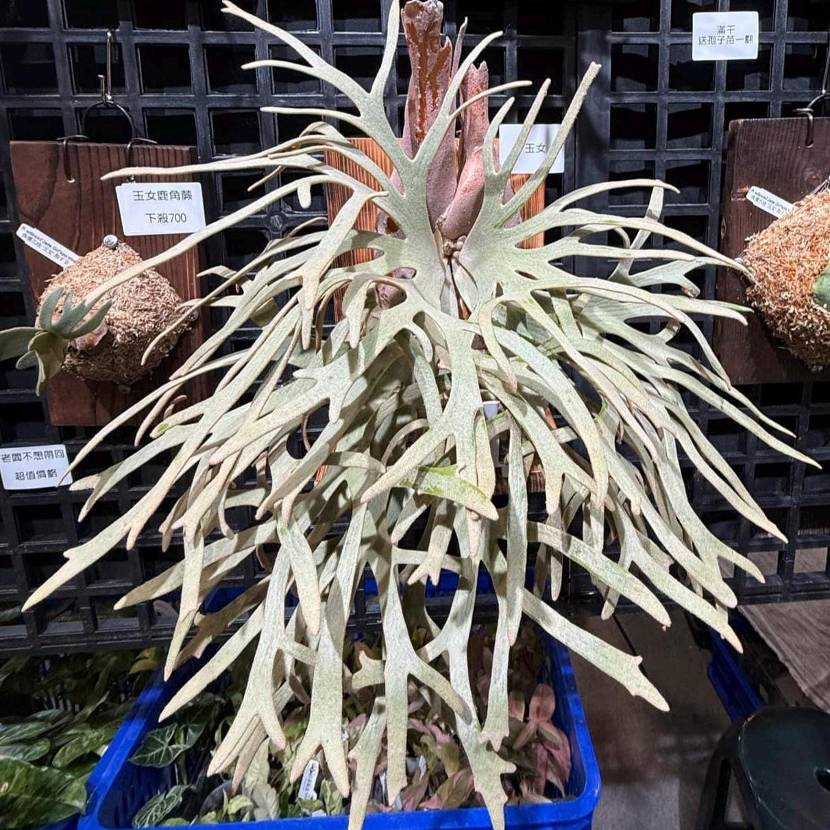 Yellow moon Dwarf (HHR Totoro) – Platy & Co