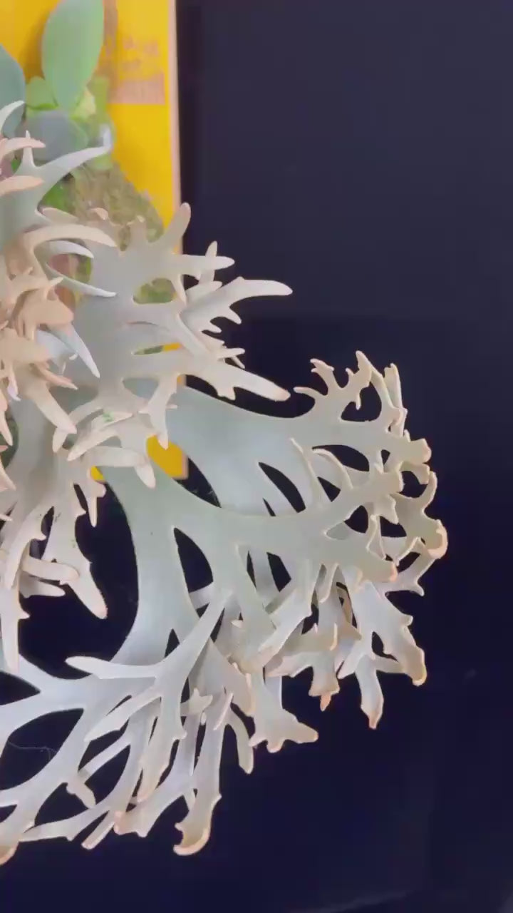 Platycerium willinckii 