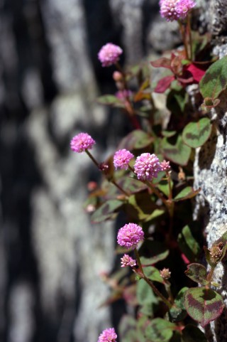 ポリゴナム | エクステリア＆ガーデン プラッツ