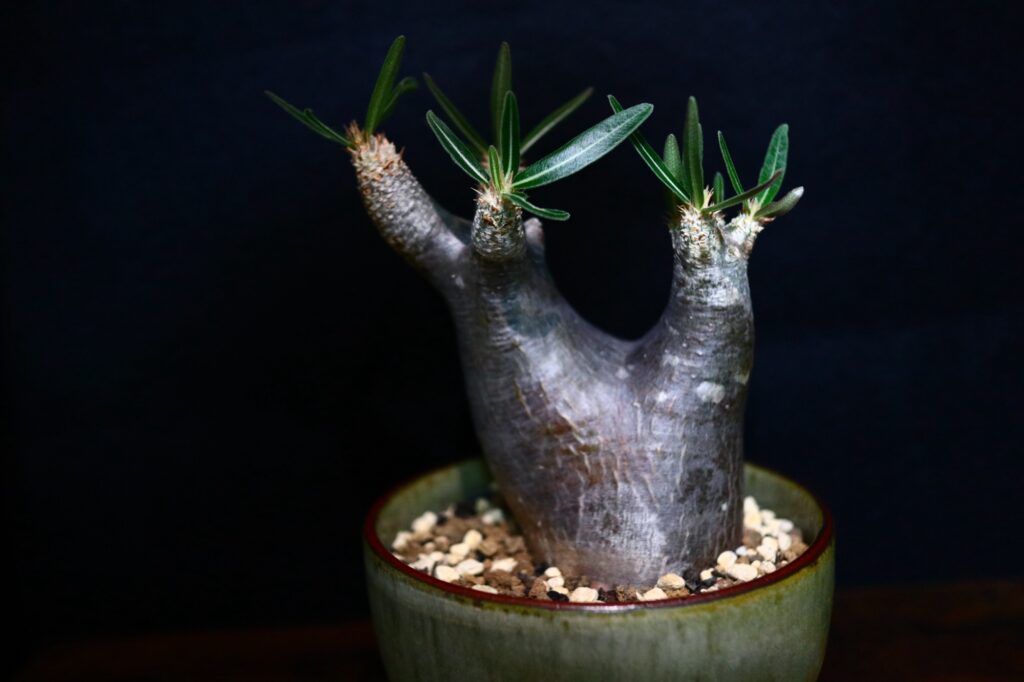 2024年春】パキポディウムイノピナツムの成長記録 | ぷらこっぷの植物