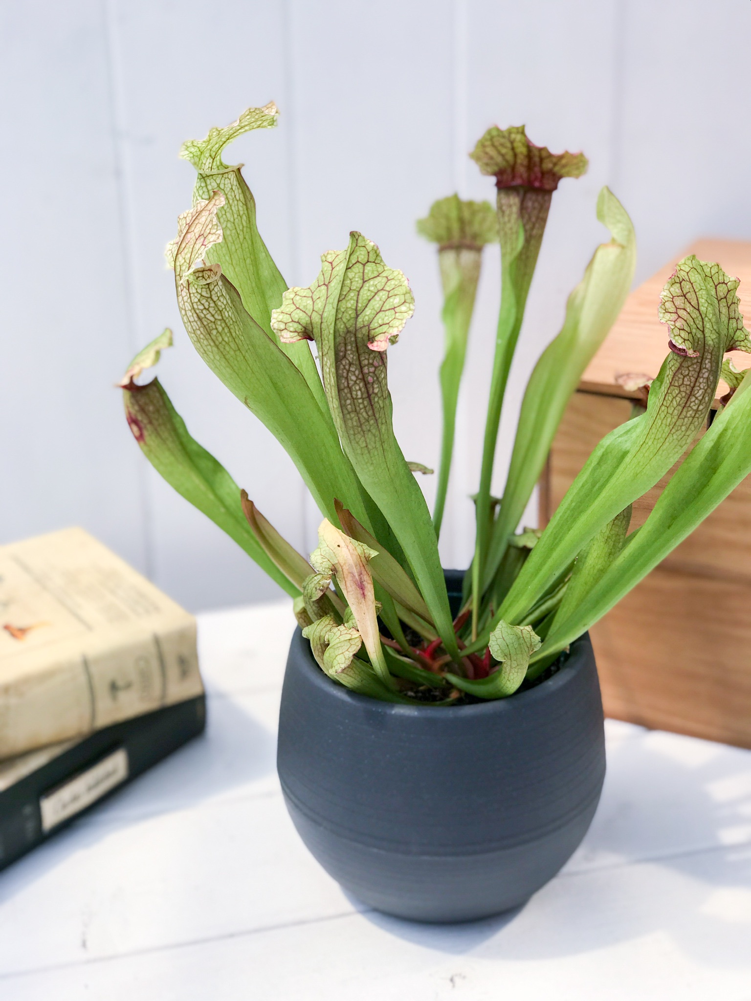 PLANCHU 食虫植物 サラセニア フィラデルフィア Sarracenia