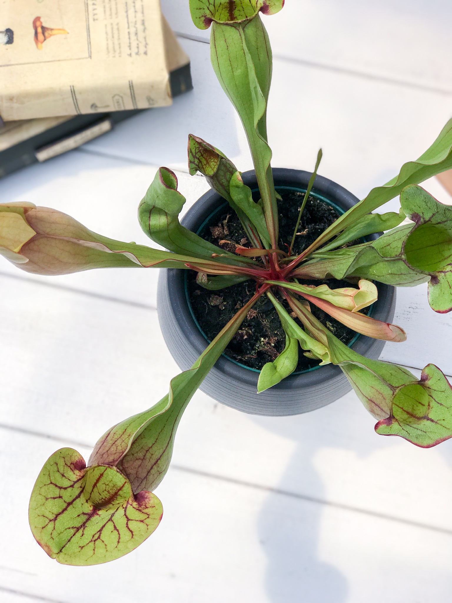 PLANCHU 食虫植物 サラセニア ドラキュラ Sarracenia 'Dracula