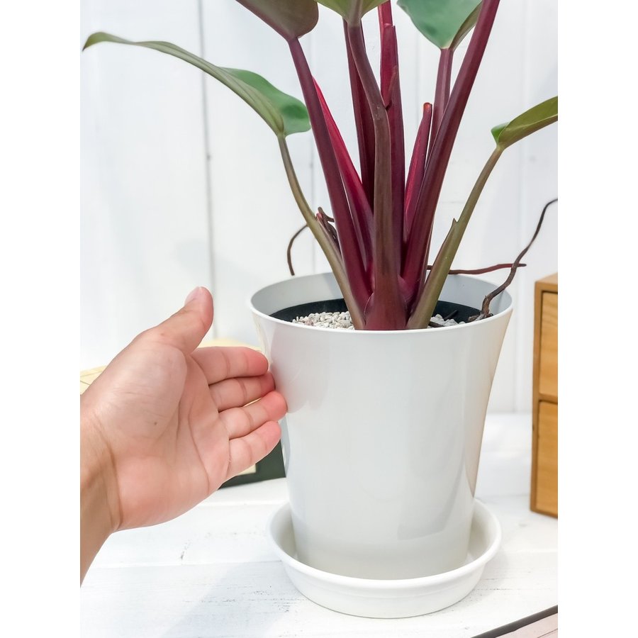 PLANCHU 観葉植物 フィロデンドロン ロジョコンゴ Philodendron 'Rojo