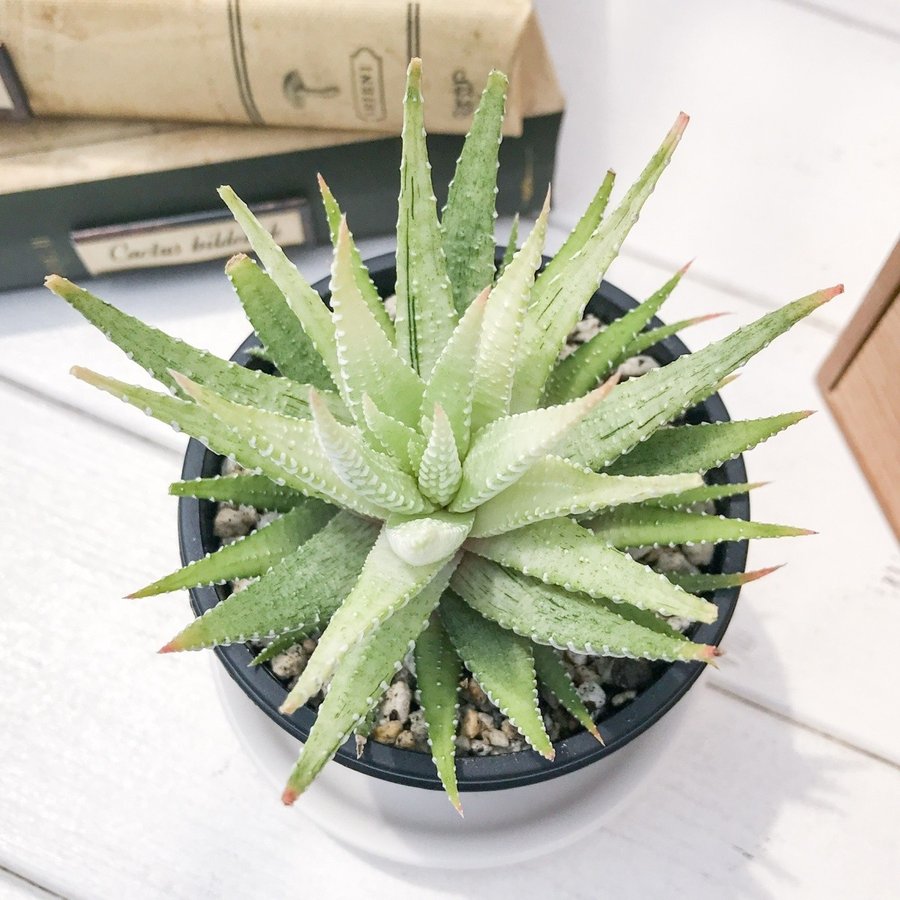 PLANCHU 多肉植物 ハオルチオプシス 白蝶 Haworthiopsis fasciata f