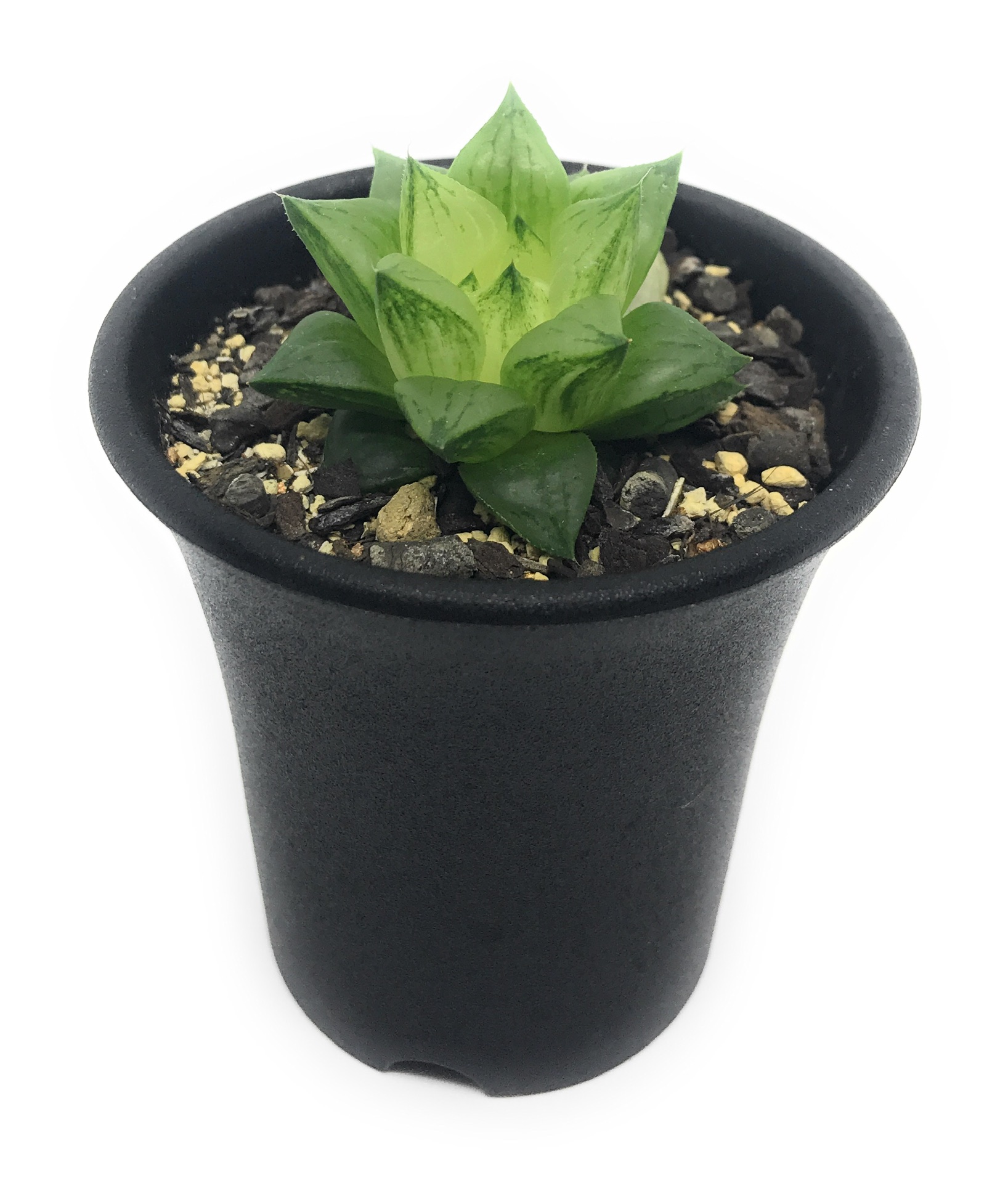 PLANCHU 多肉植物 ハオルチア 氷砂糖 Haworthia turgida f. variegata