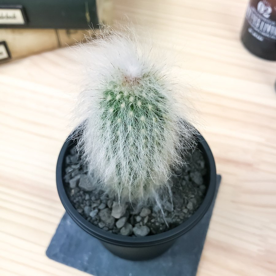 PLANCHU サボテン エスポストア 老楽 おいらく Espostoa lanata