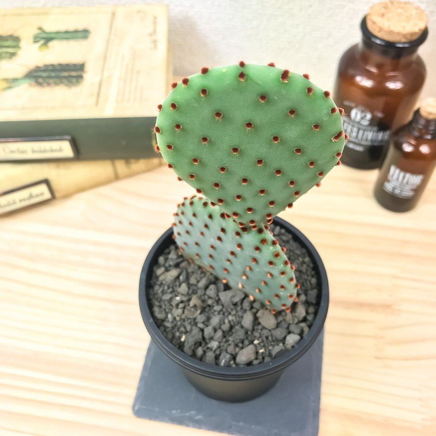 PLANCHU サボテン オプンチア 紅団扇 べにうちわ Opuntia – プランチュ