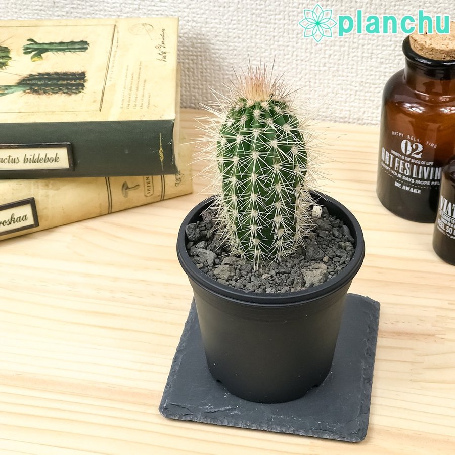 PLANCHU サボテン パキケレウス 武倫柱 ぶりんちゅう Pachycereus