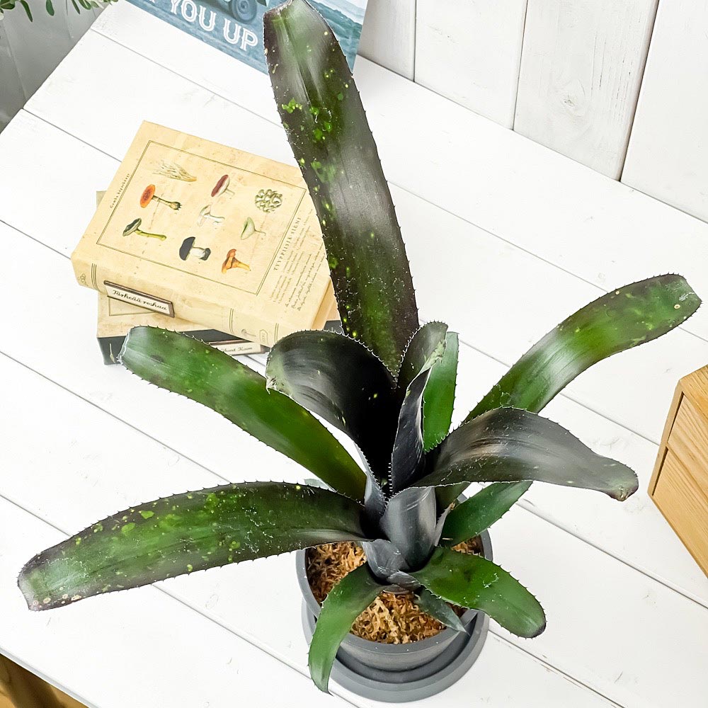 PLANCHU200527 観葉植物 ビルベルギア ダースベイダー 4号樹脂鉢