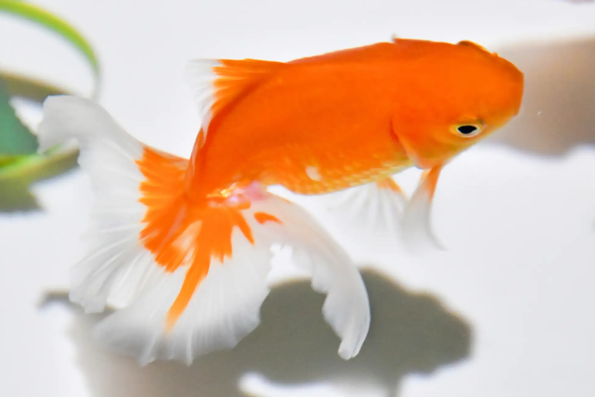 銀座で江戸時代的な金魚鑑賞 | Planet M